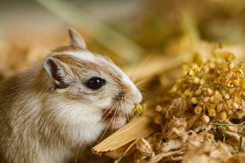 mongolische rennmaus frisst graeser