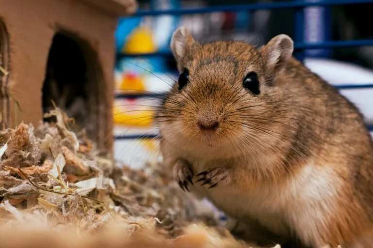 monoglische rennmaus käfig mit häuschen