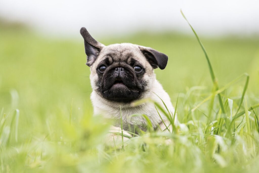 mops im gras