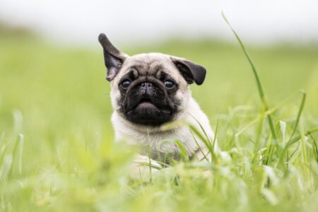 Mops: Charakter, Haltung & Pflege | zooplus Magazin