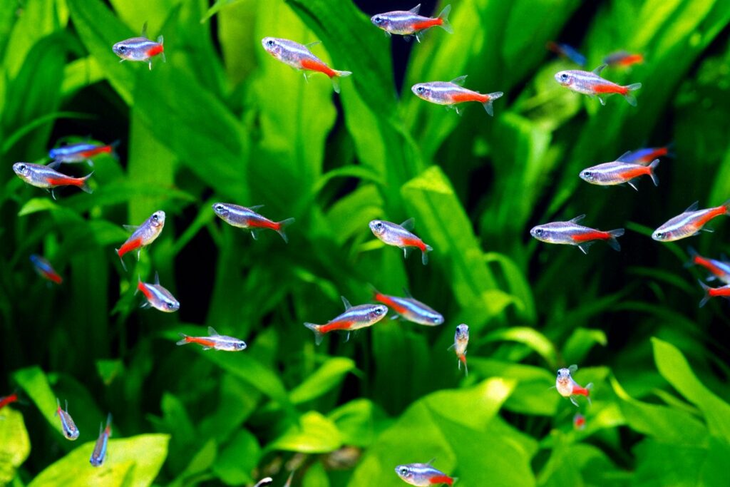 neonsalmler schwarm aquarium