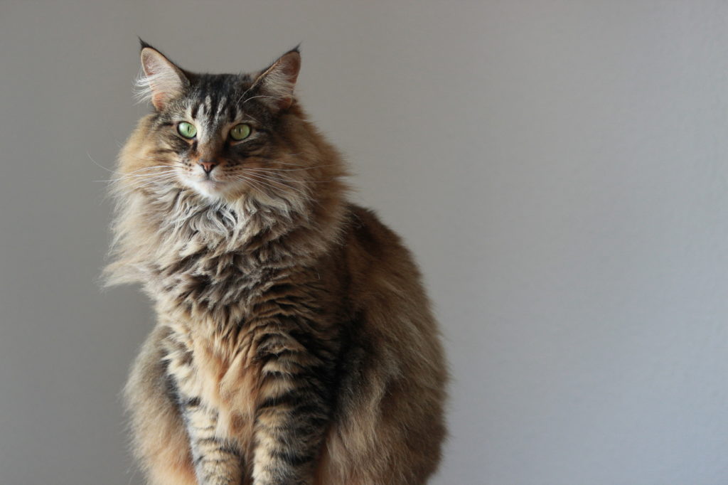 Norwegische Waldkatze Charakter, Haltung & Pflege | Rassebeschreibung