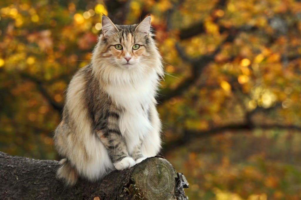 norwegische waldkatze dreifarbig auf baum