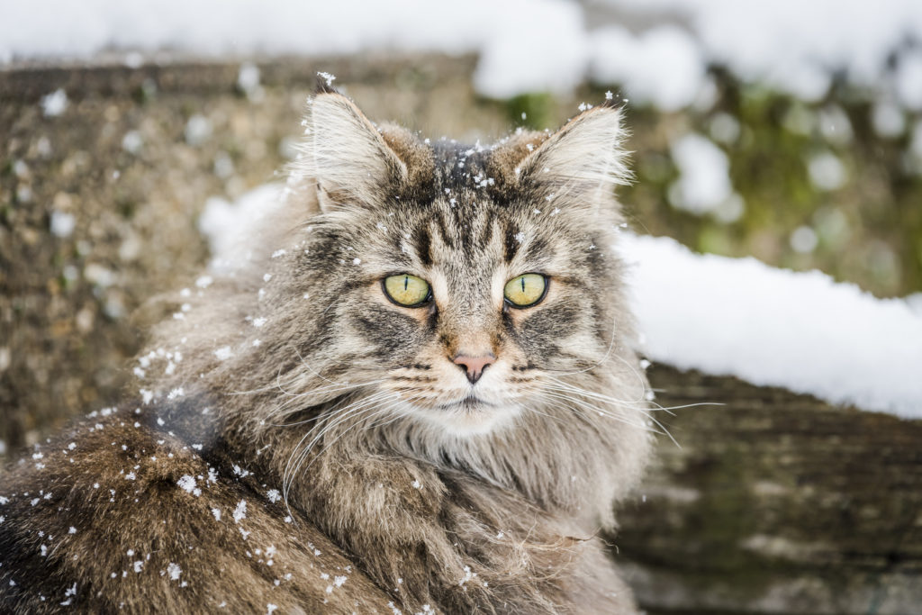 norwegische waldkatze schnee norwegische waldkatze schnee