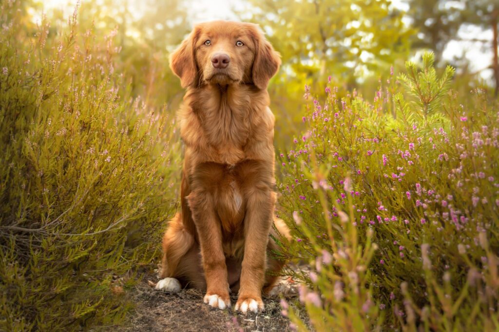 Nova Scotia Duck Tolling Retriever in der Natur