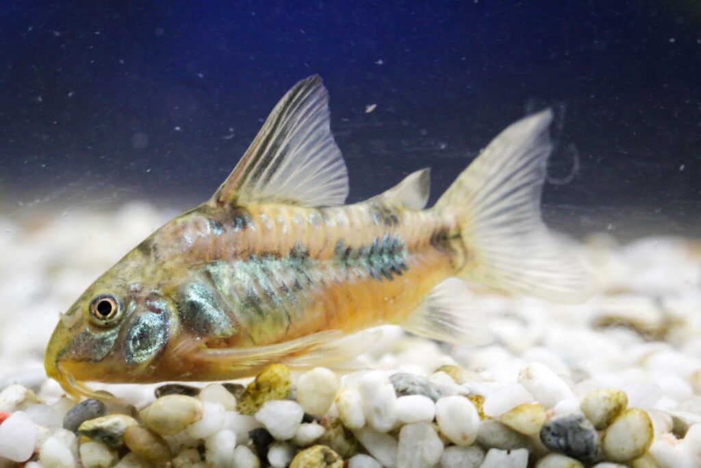 panzerwels fisch im aquarium