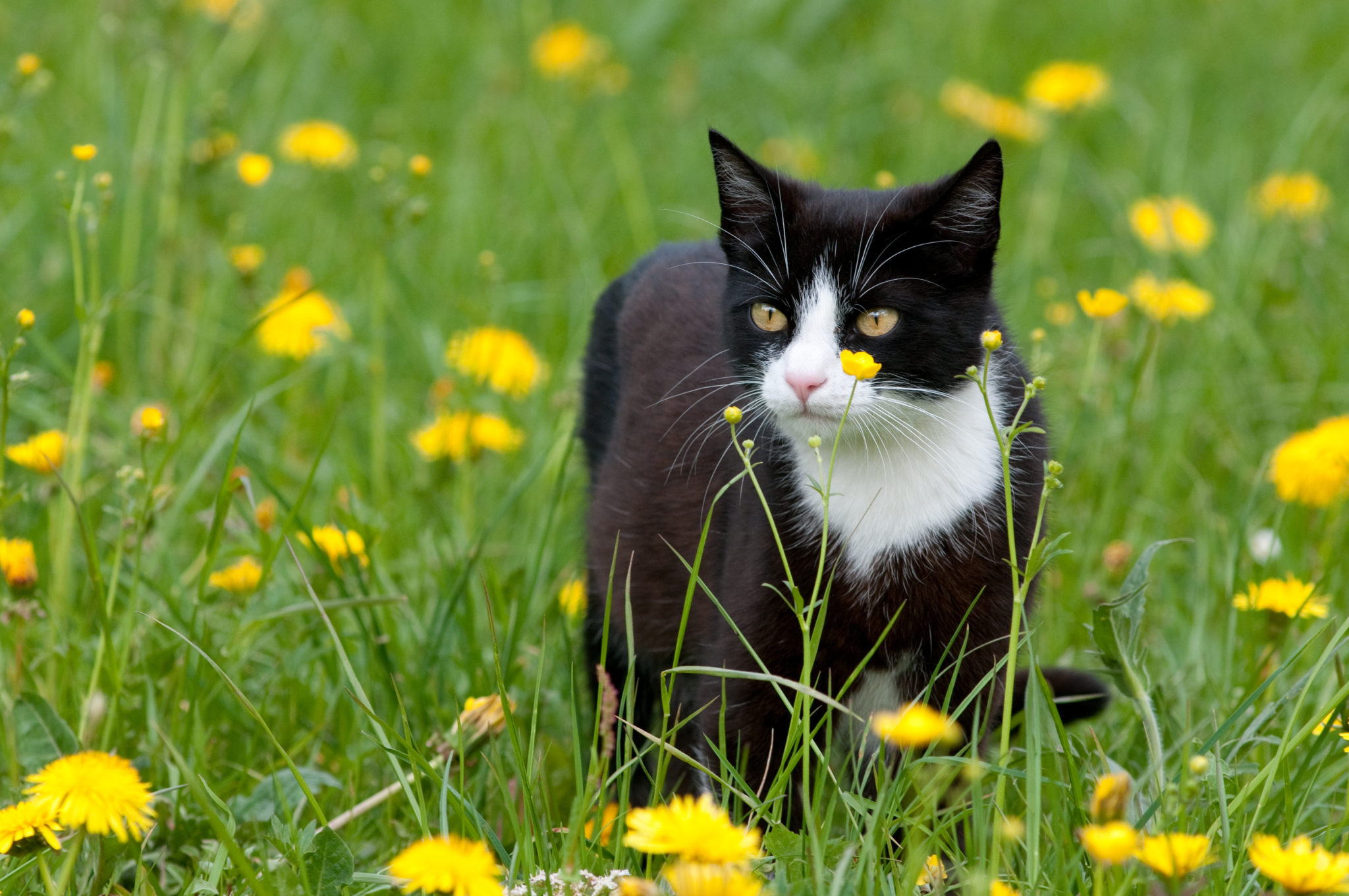 Parasiten Bei Katzen Zecken Und Flöhe Entfernen Zooplus