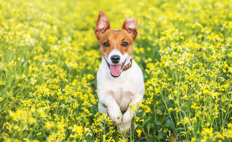 Hund läuft durch Blumenwiese mit Parasiten