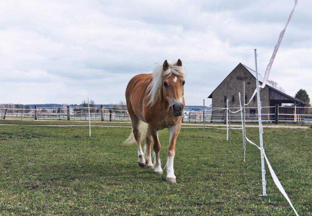 Ein Pferd auf einer Wiese für Offenstallhaltung