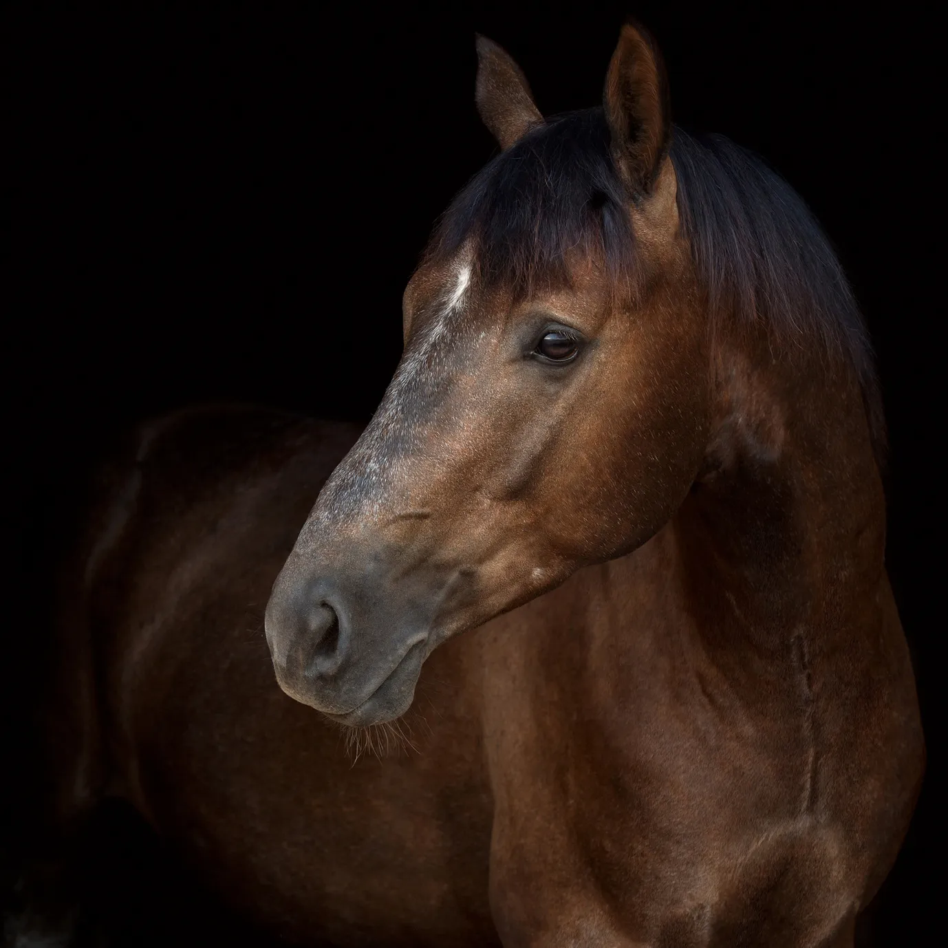 reiten im dunkeln reiten im dunkeln