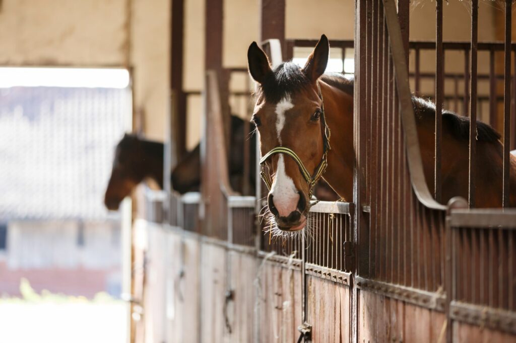 Pferde in ihren Boxen im Stall