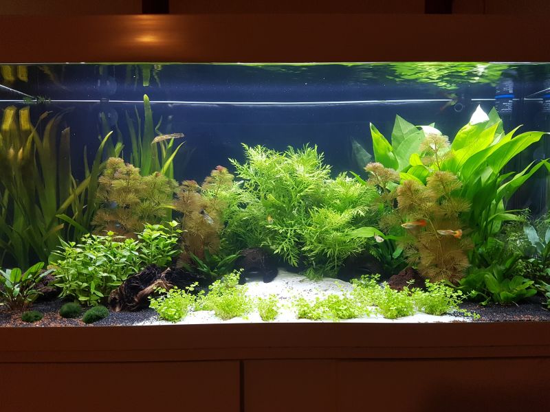 pflanzen im aquarium
