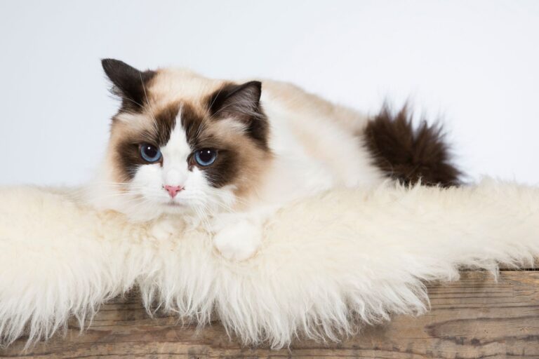 ragdoll katze auf fell