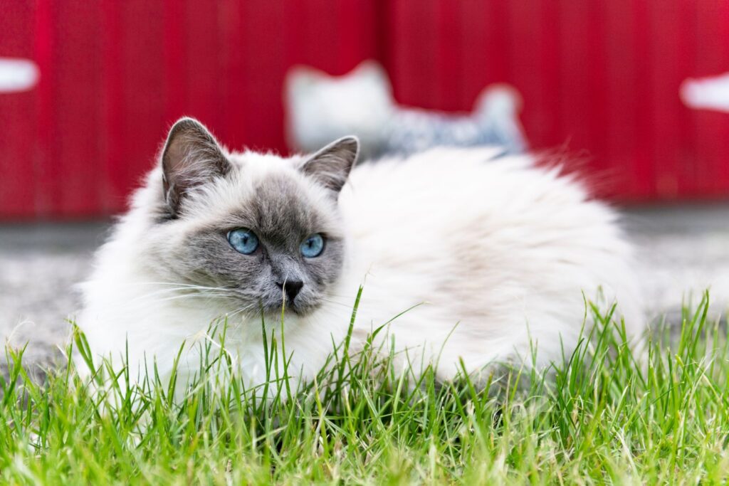 ragdoll katze im garten