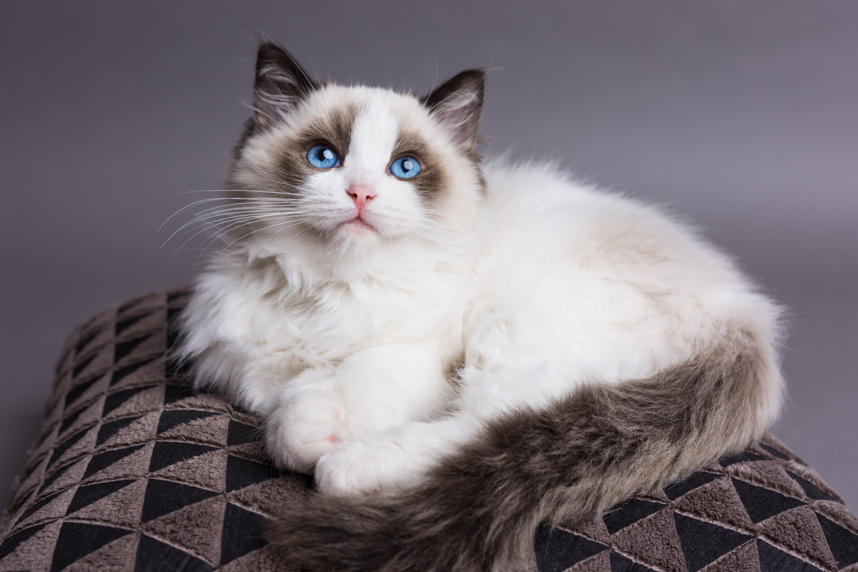 Ragdoll Charakter, Haltung & Pflege zooplus Magazin