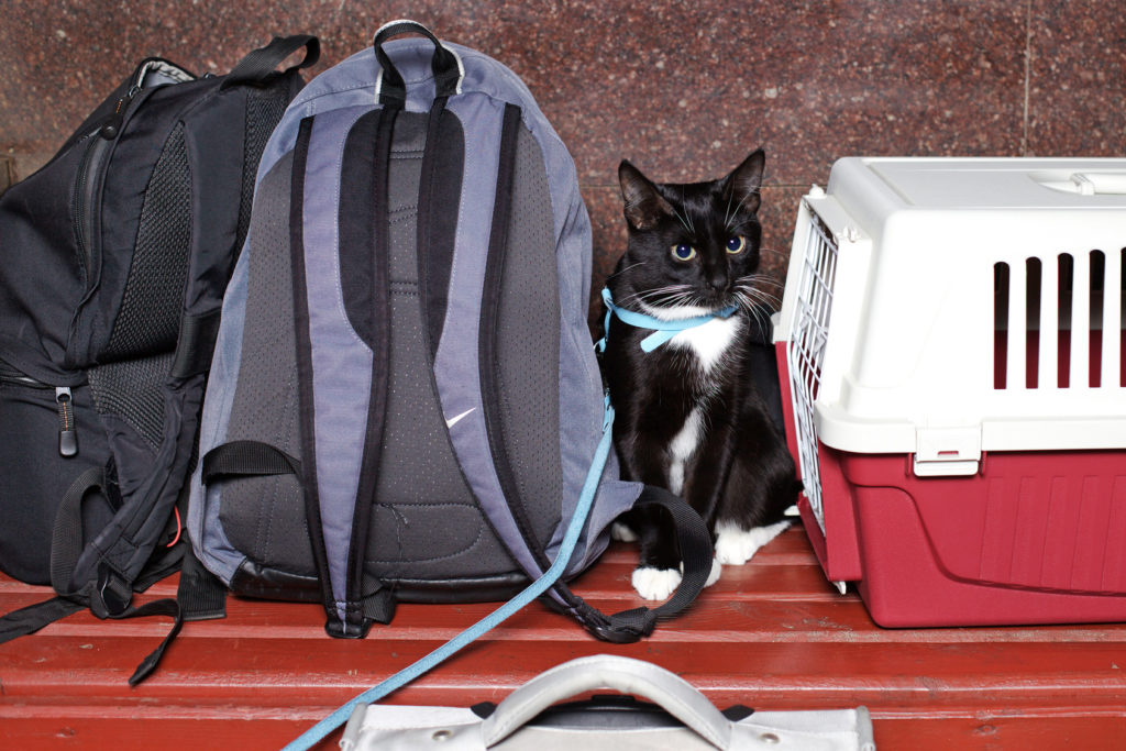 Katze Im Rucksack Mitnehmen