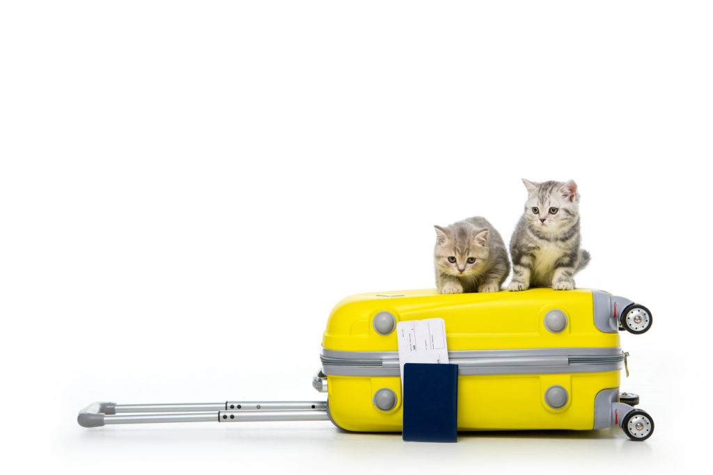 Katze Von Griechenland Nach Deutschland Mitnehmen Katze Von Griechenland Nach Deutschland Mitnehmen