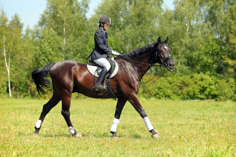 Reitstile Englisch vs. Westernreiten Welcher Reitstil passt zu mir?