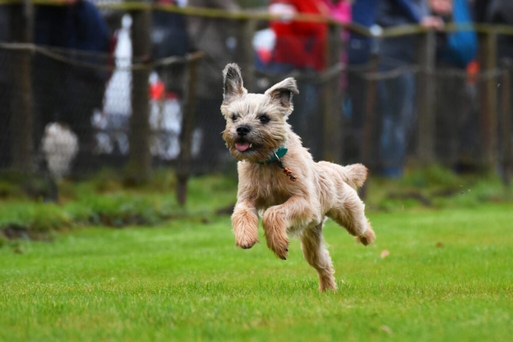 rennender border terrier