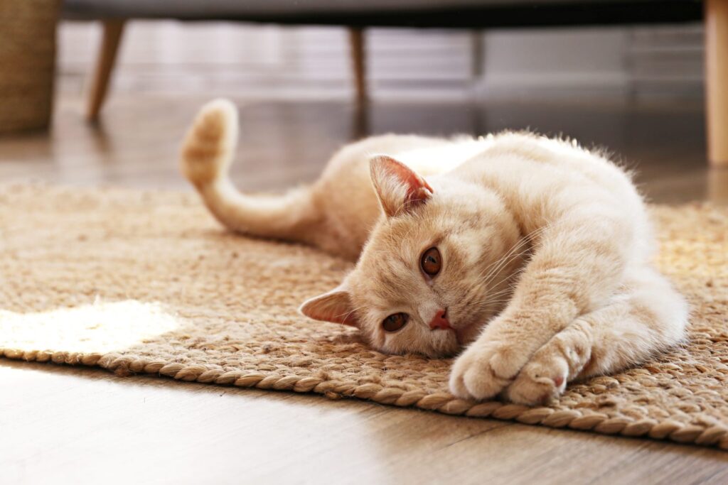 rollige katze auf teppich