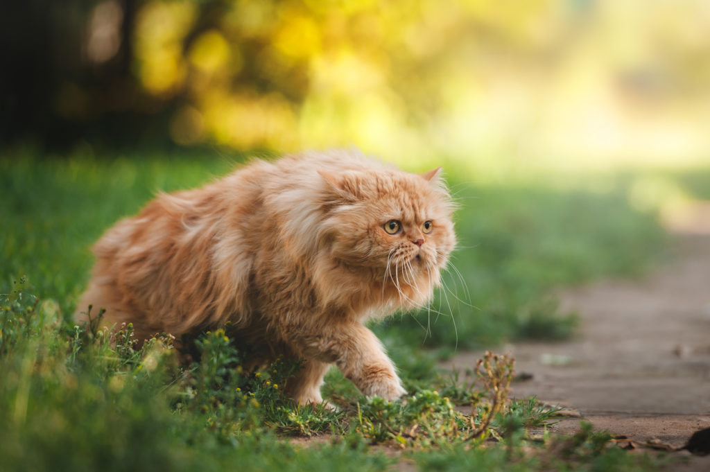 rot perserkatze im grass