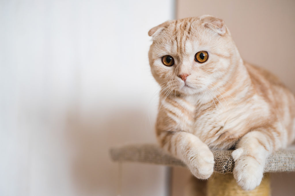 rot und weiß scottish fold auf katzenbaum
