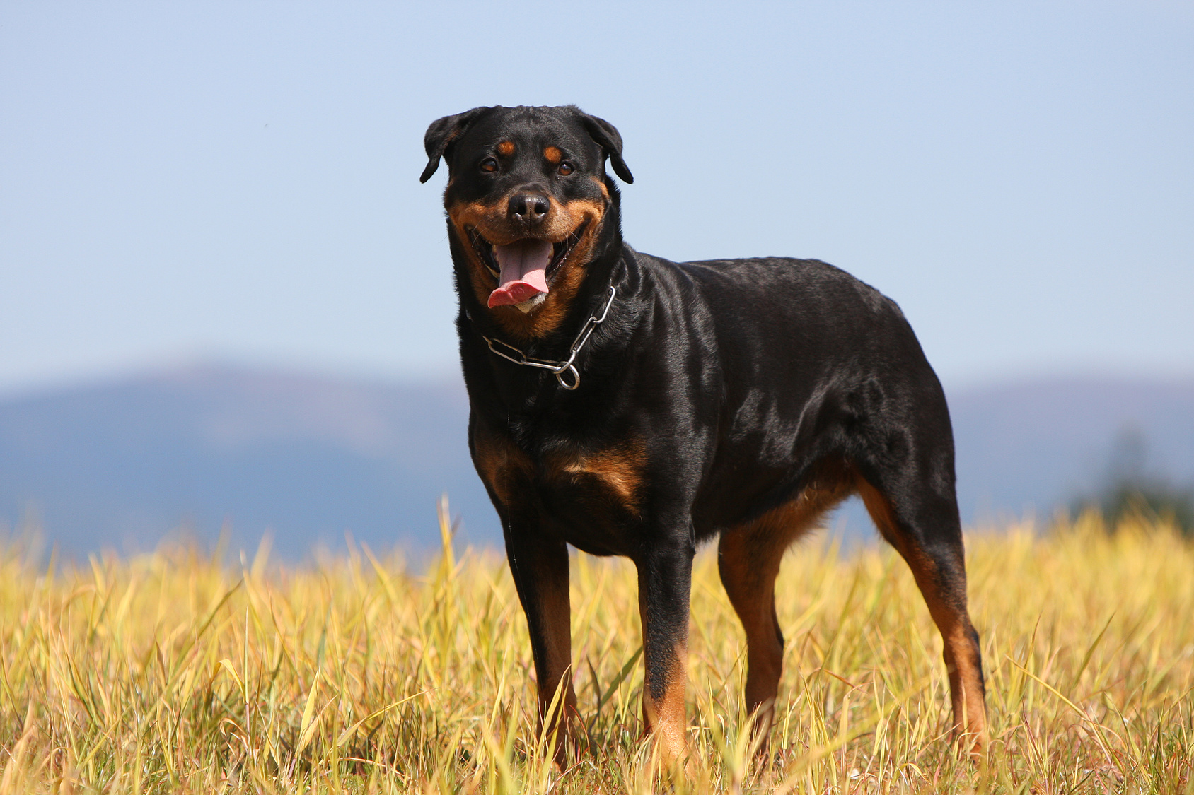 Rottweiler Zucht, Haltung & Wesen Hund