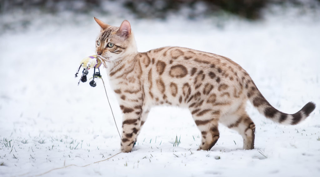 Weiße Bengalen Katze