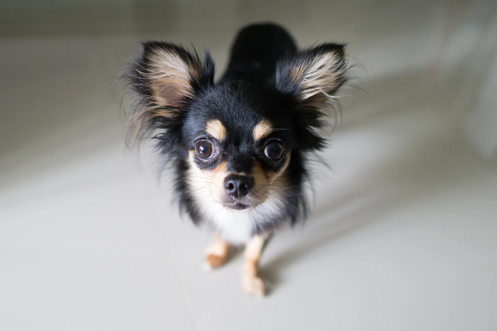 chihuahua hund nahaufnahme