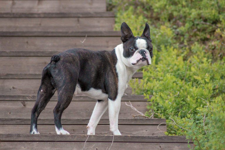 schwarz und weiß boston terrier schwarz und weiß boston terrier