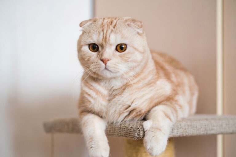 Scottish Fold Katze liegt auf Kratzbaum