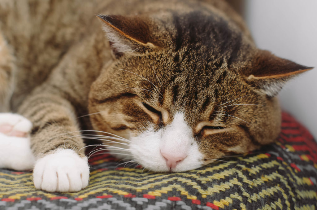 futter für alte katzen