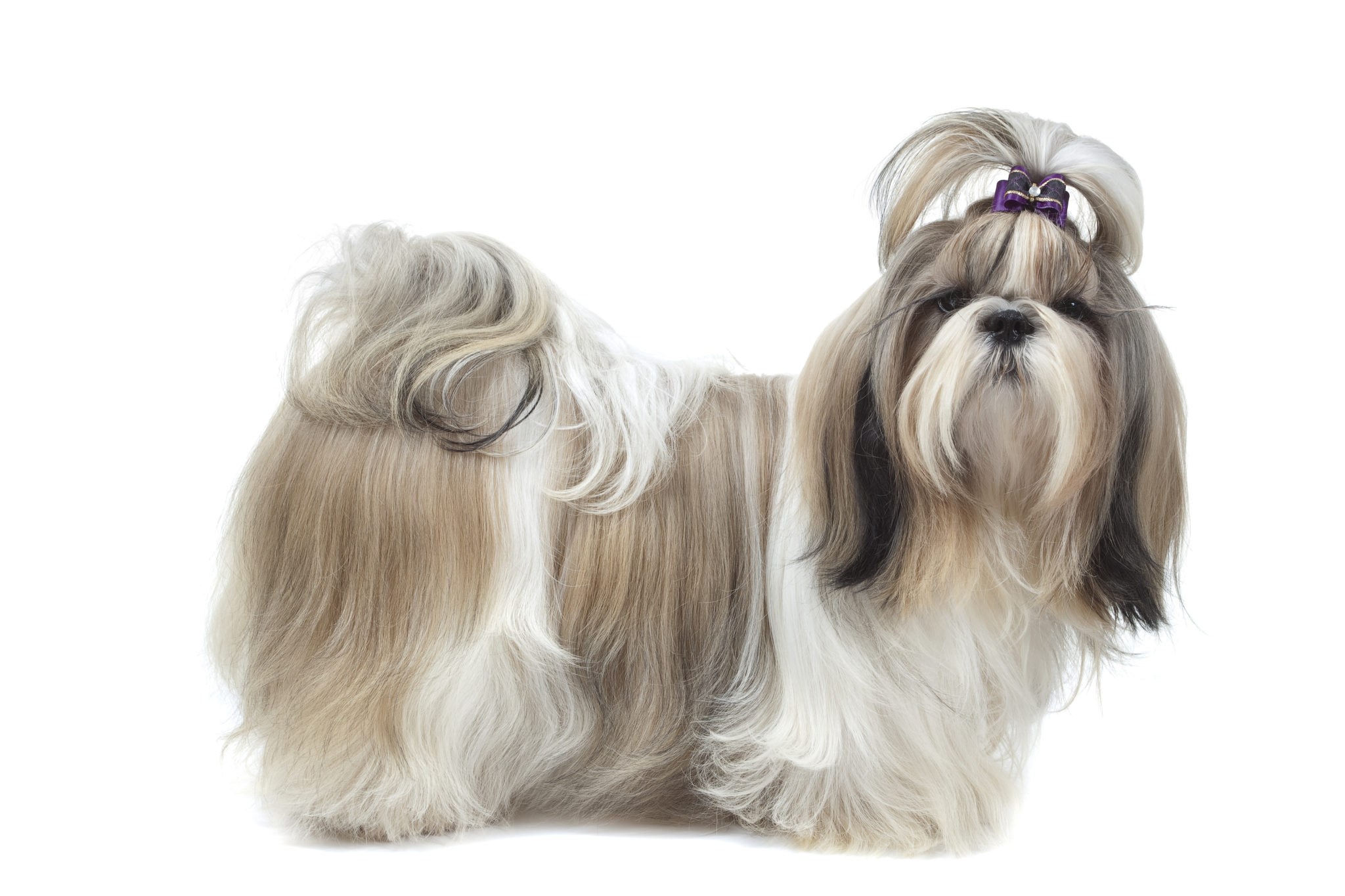 Shih Tzu: Charakter, & Pflege zooplus