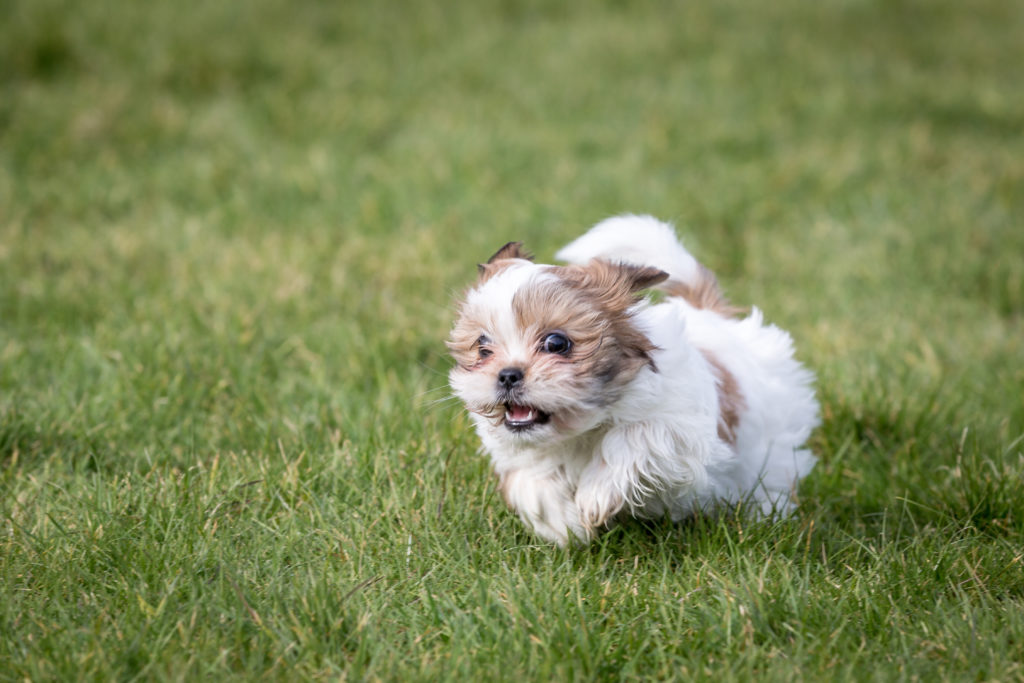 Shih Tzu Charakter Haltung Pflege Rassebeschreibung Zooplus