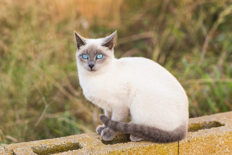 Siamkatze