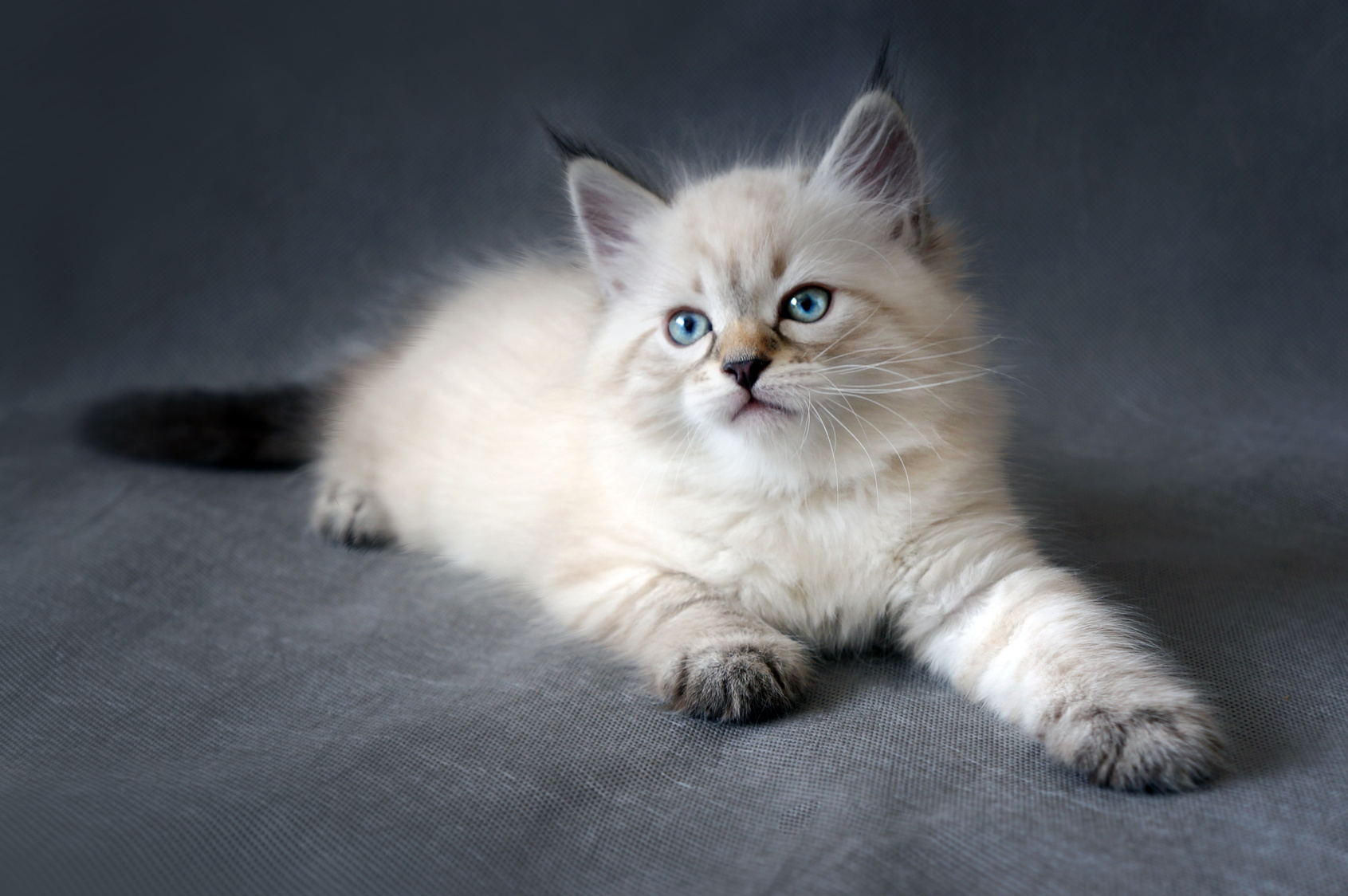 sibirische katze kitten