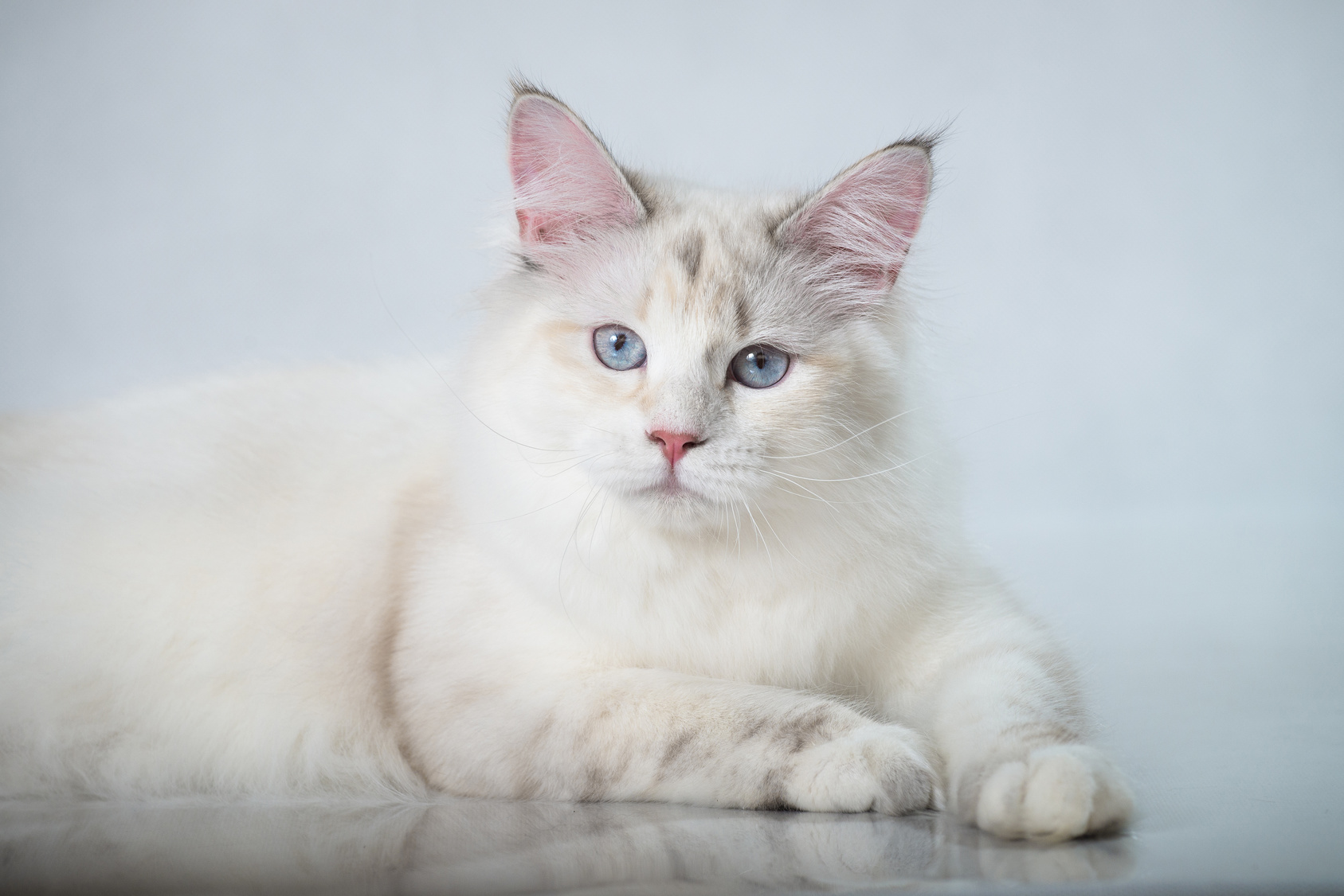 sibirische katze weiss