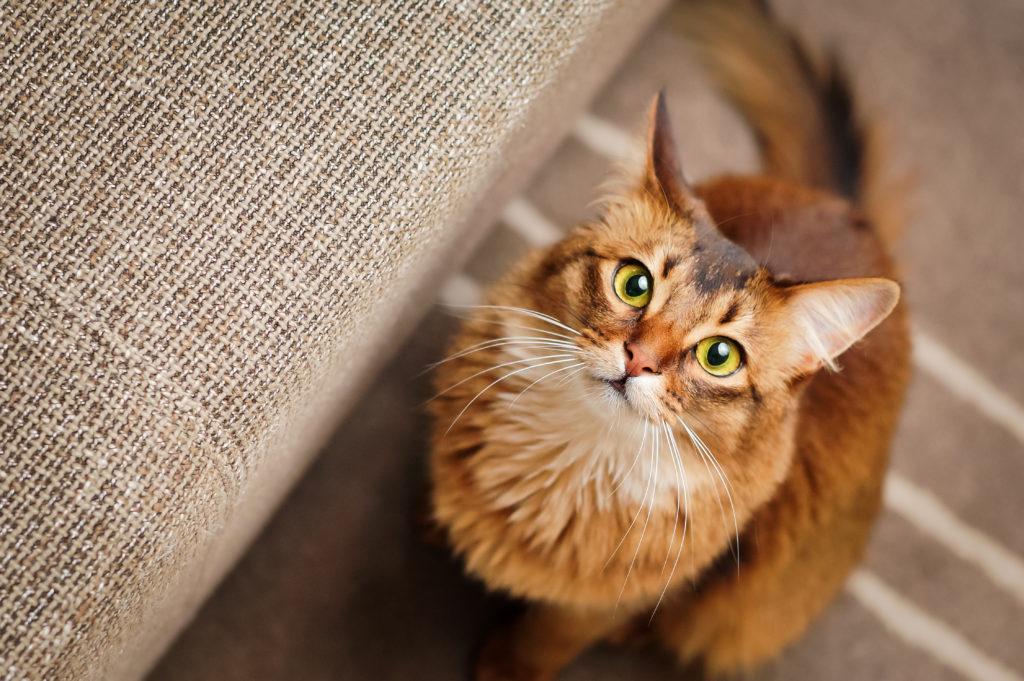 somali katze grüne augen