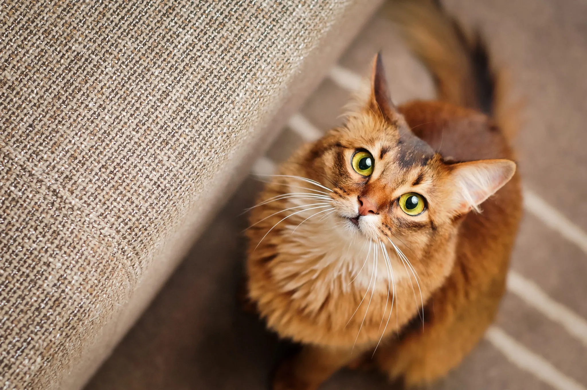 somali katze grüne augen