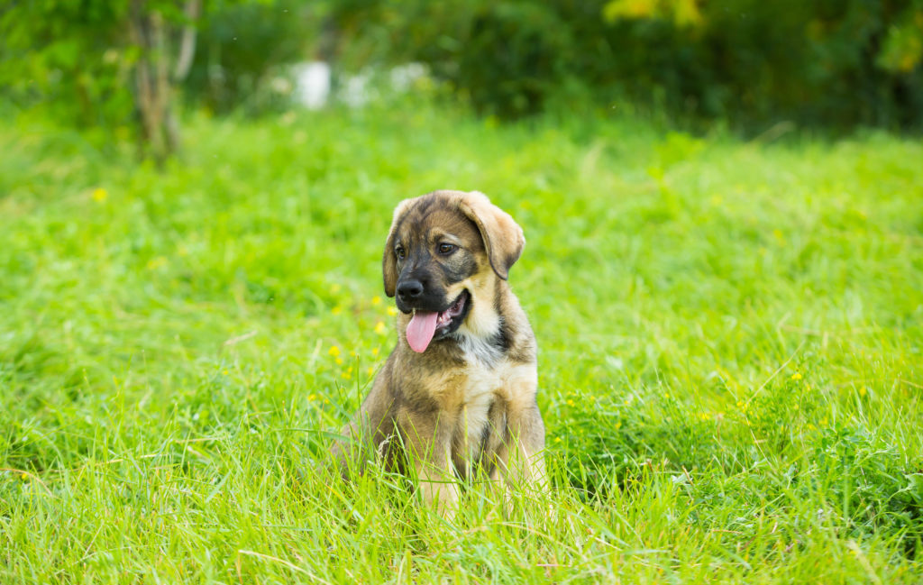 spanischer mastiff welpe