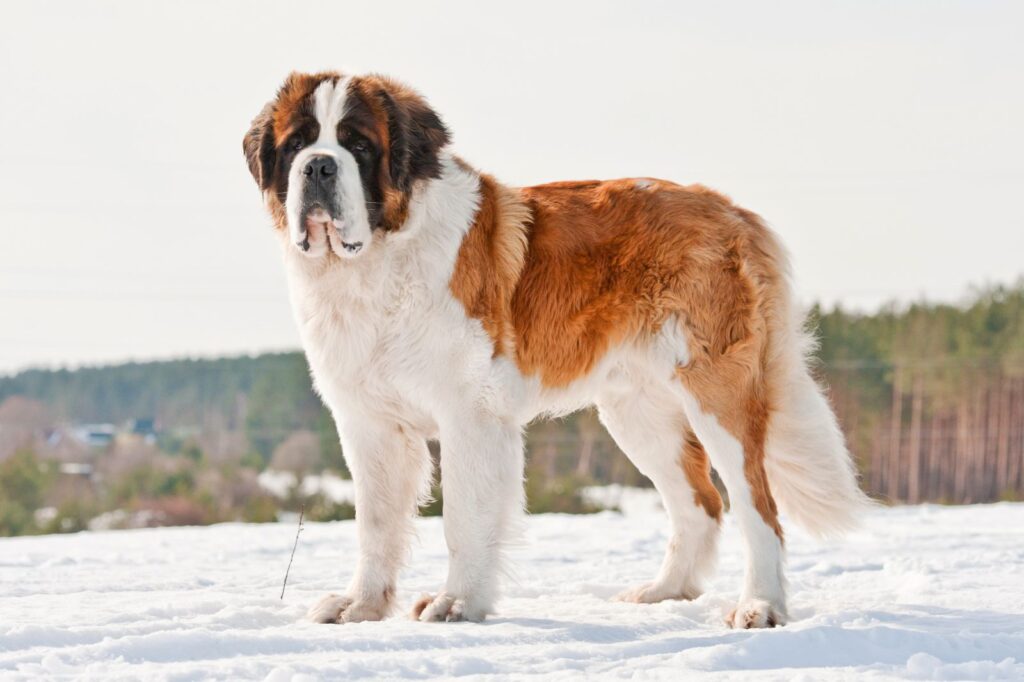 st Bernhard hund im schnee