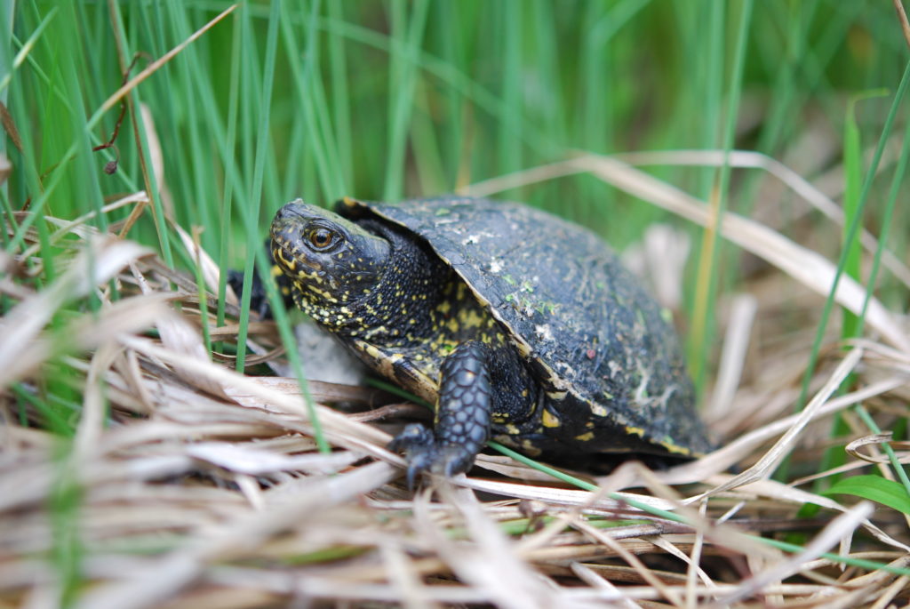 europäische sumpfschildkröte europäische sumpfschildkröte