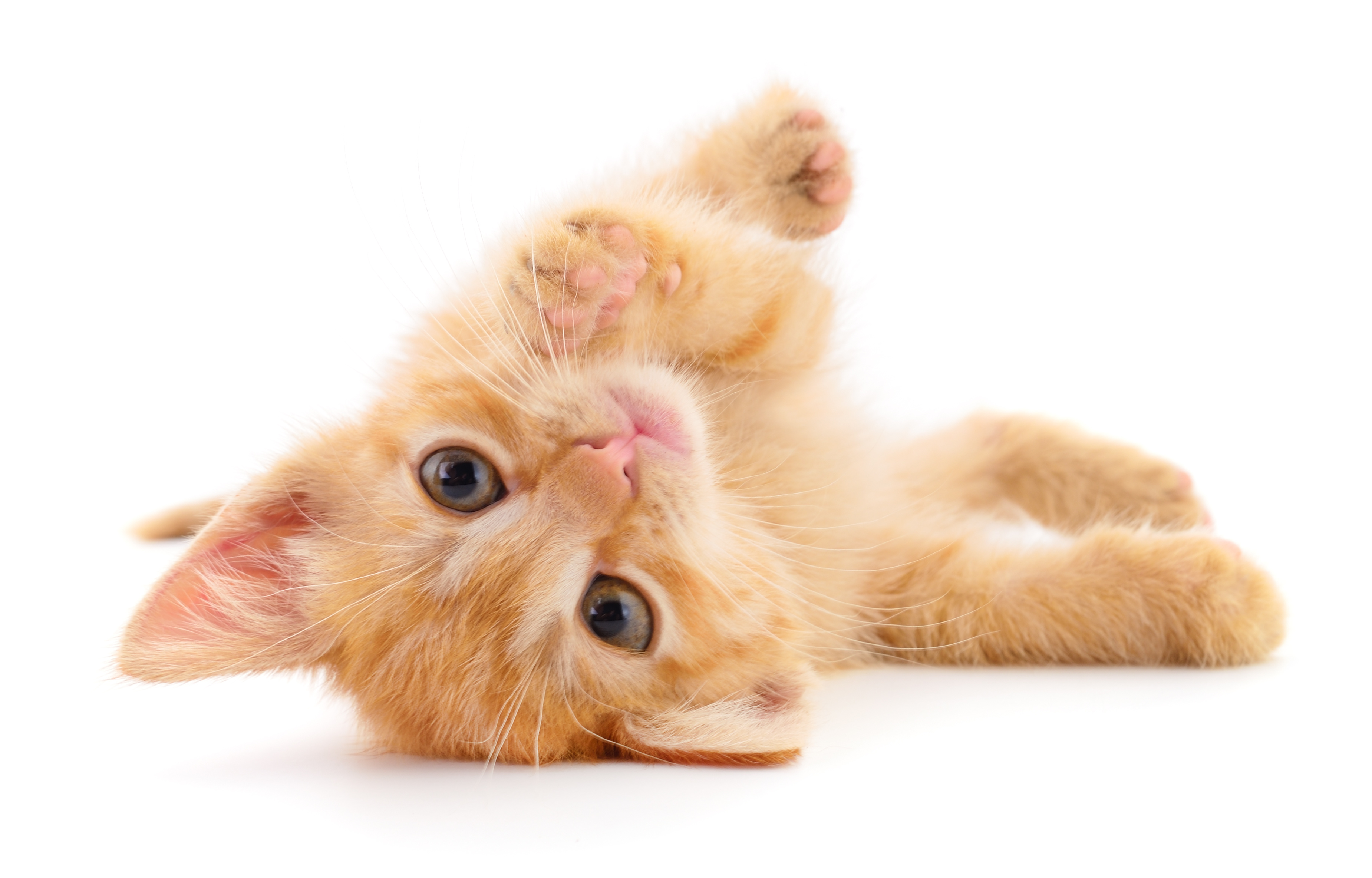 Wann dürfen Kitten Trockenfutter essen?