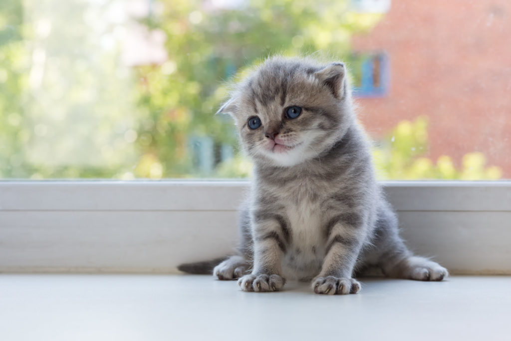 tabby scottish fold kitten