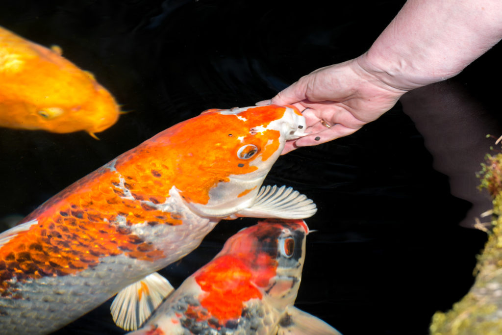 teichfische füttern teichfische füttern