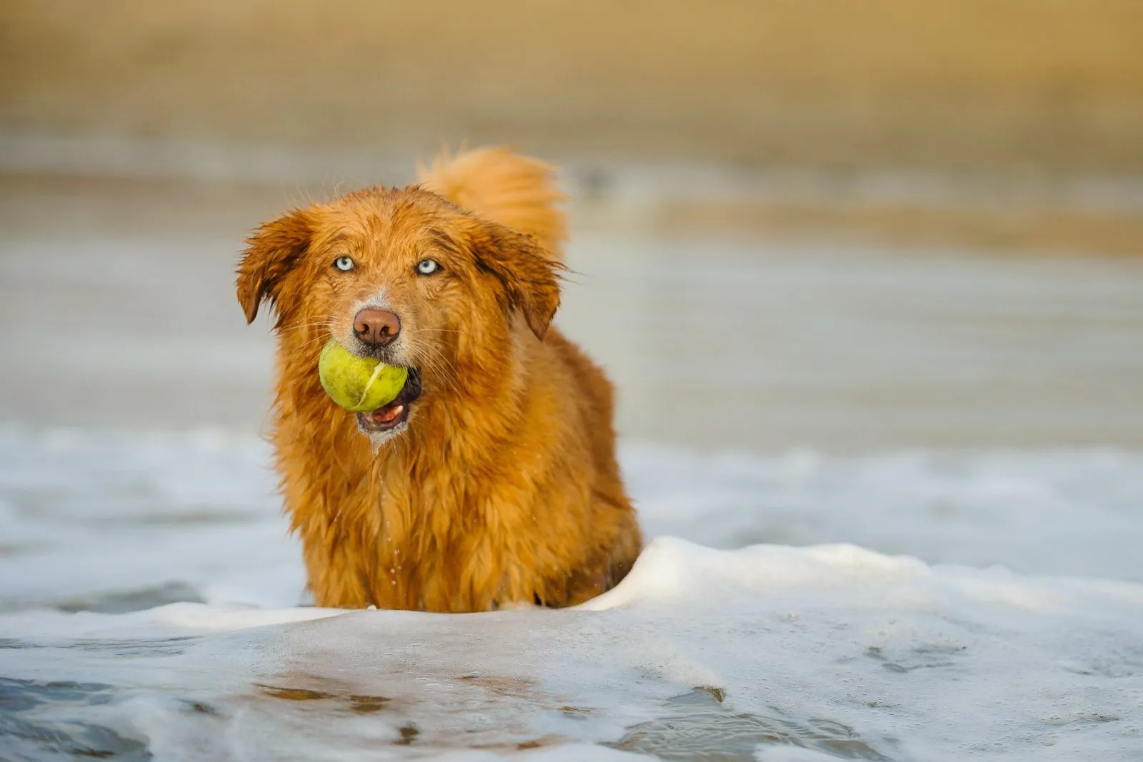nova scotia toller hund im meer