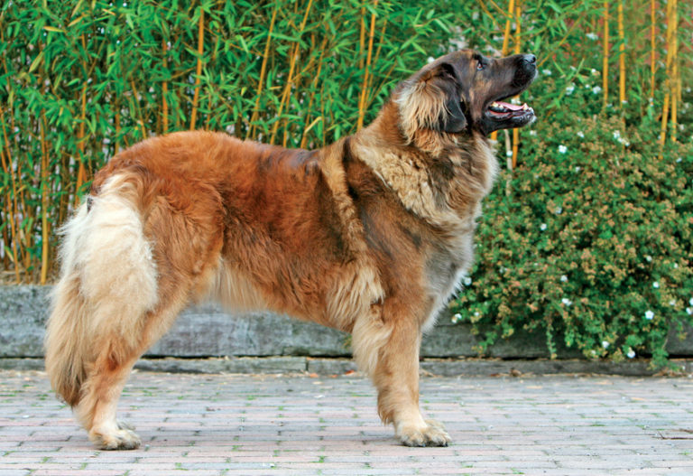 typisch leonberger