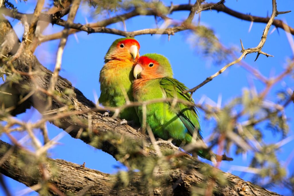 unzertrennliche kuscheln in baum