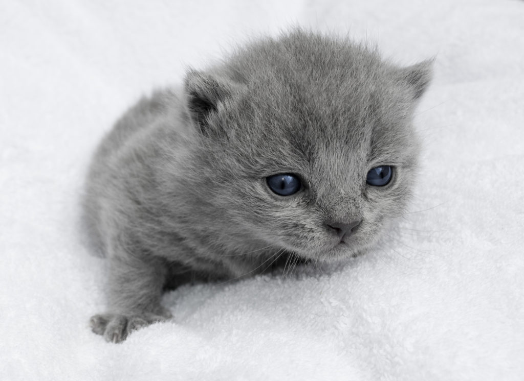 vorsorge für kitten vorsorge für kitten