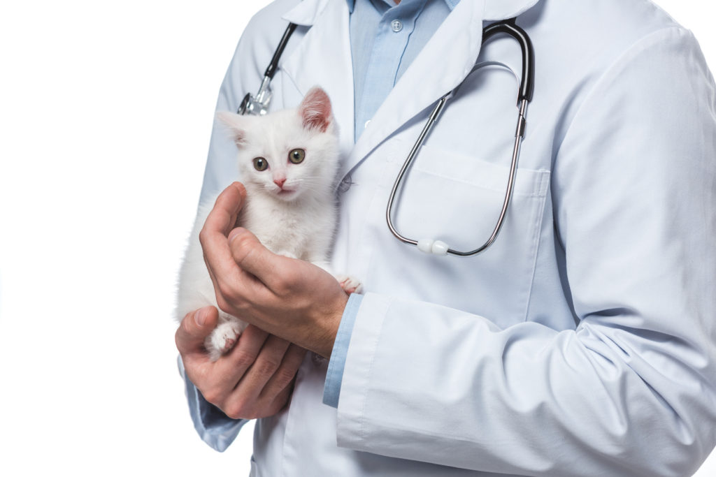 vorsorge für kitten vorsorge für kitten
